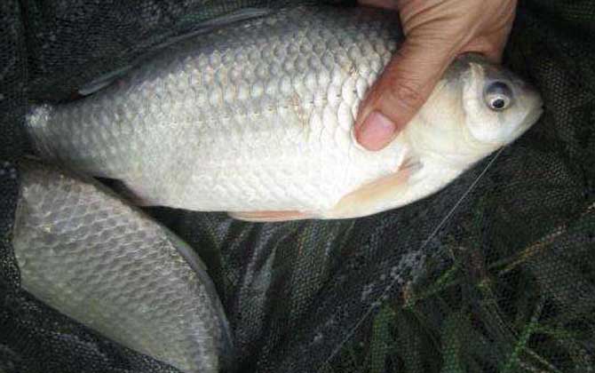 野钓鲫鱼最佳窝料配方