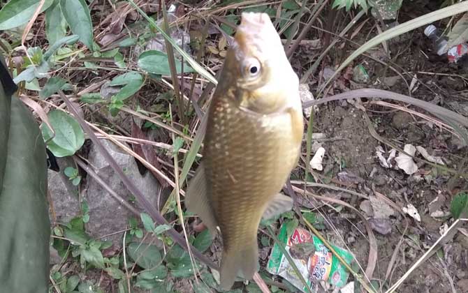 河里钓鲫鱼用什么饵料好？