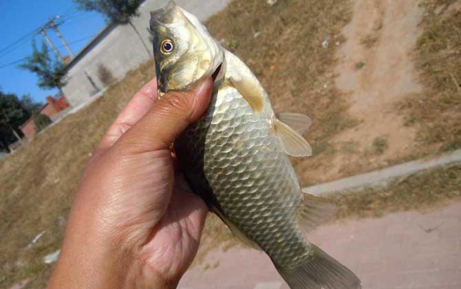 秋冬季节钓鲫鱼用什么窝料？