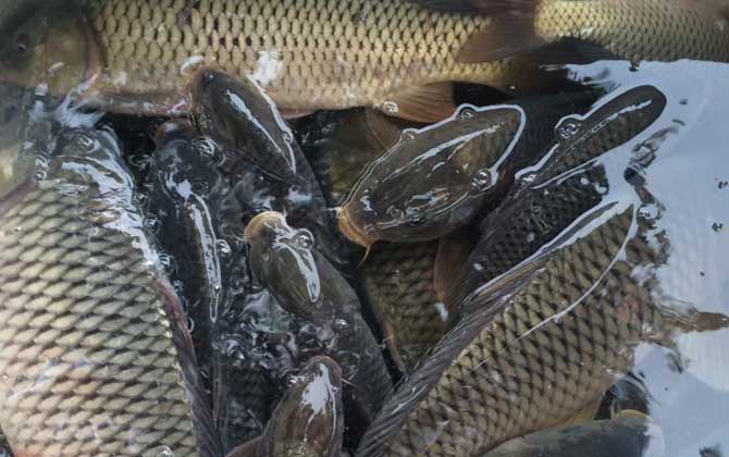 爆炸钩钓鲤鱼用什么饵料最好？