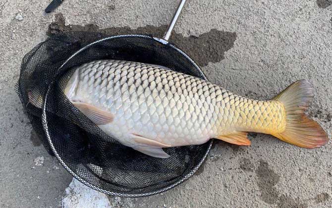 钓鲤鱼用什么饵料最好？