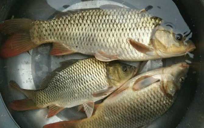 野钓鲤鱼最好用的自制饵料配方