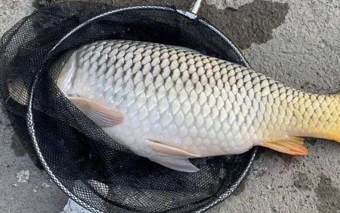 仲春钓鲤鱼用什么饵料好？