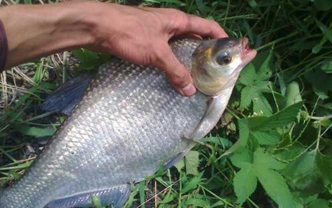 钓鳊鱼用什么饵料最好？