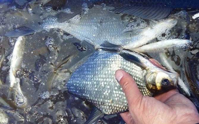 钓鳊鱼用什么饵料最好？