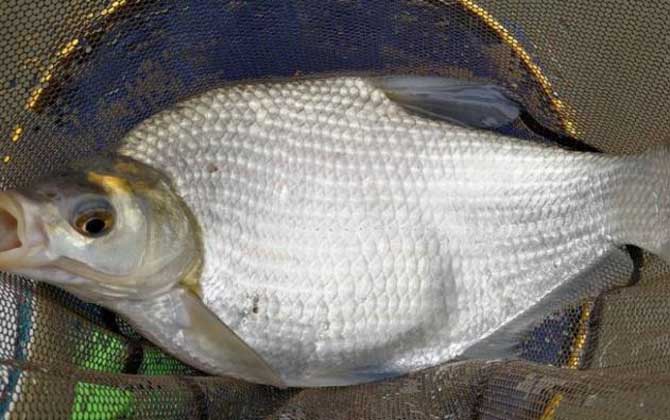 钓鳊鱼的最佳饵料配方