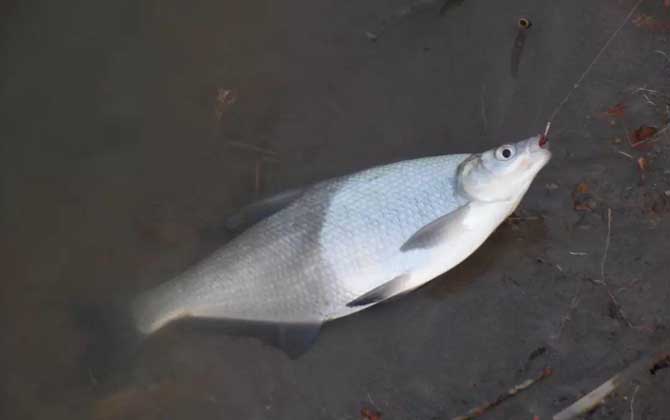 钓鳊鱼的最佳饵料配方