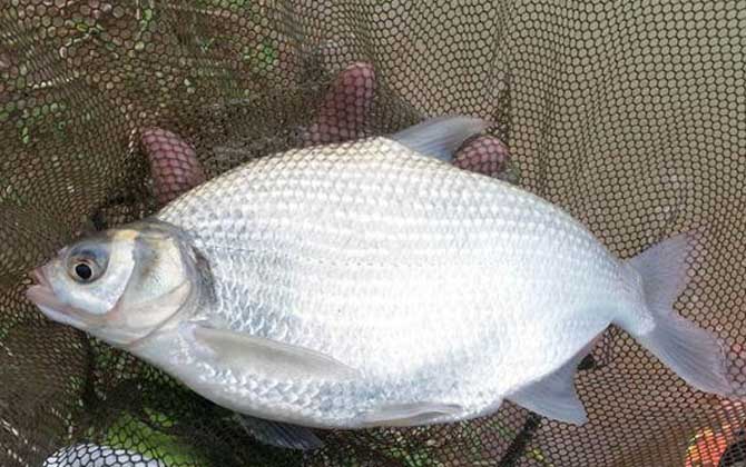 野钓鳊鱼用什么饵效果好？