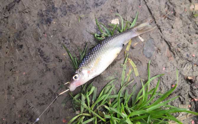 钓麦穗鱼用什么鱼饵最好？