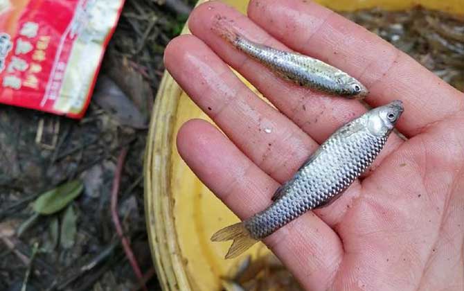 钓麦穗鱼用什么鱼饵最好？