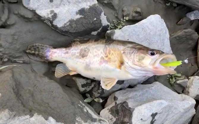 野钓鳜鱼用什么饵料最佳？