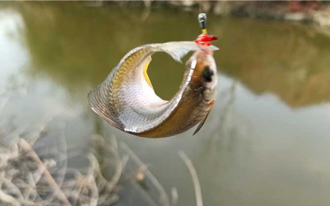 钓鳑鲏鱼用什么饵料最好？