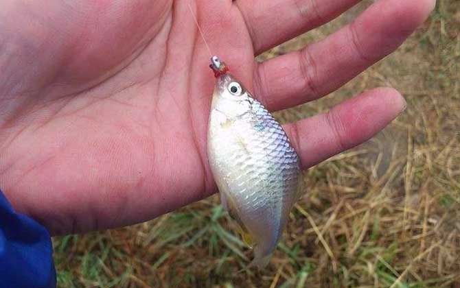 钓鳑鲏鱼用什么饵料最好？