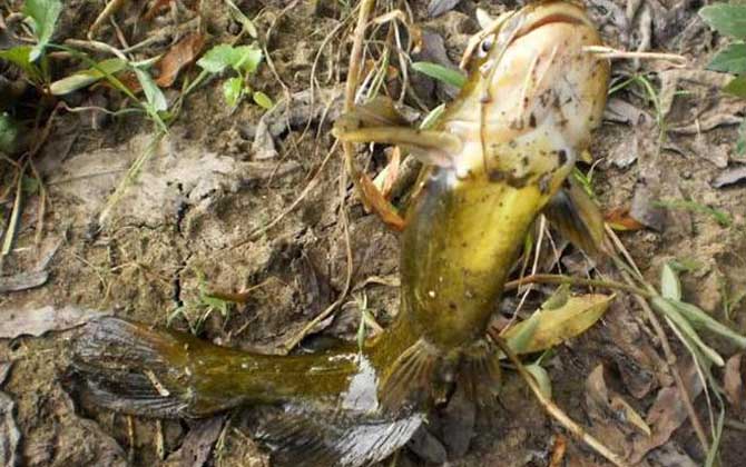 浑水钓鱼饵料好还是蚯蚓好？