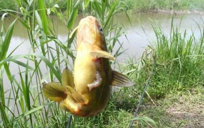 浑水钓鱼饵料好还是蚯蚓好？