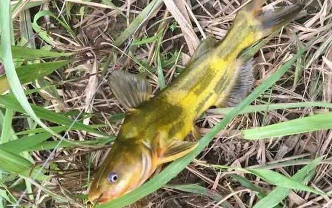 浑水钓鱼饵料好还是蚯蚓好？