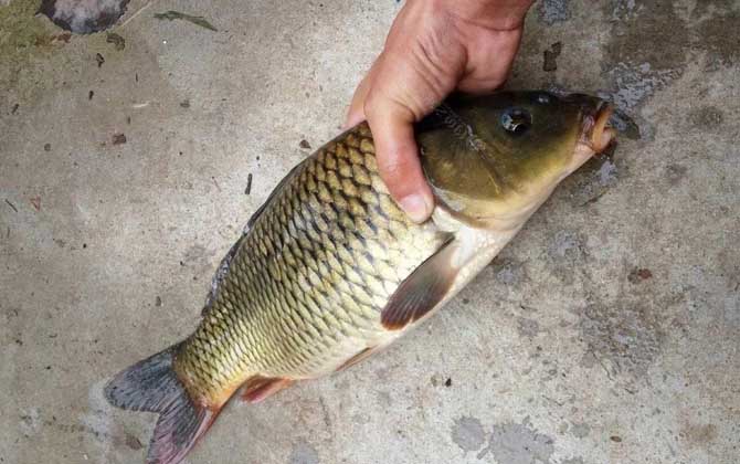 野钓鲤鱼用玉米好还是饵料好？