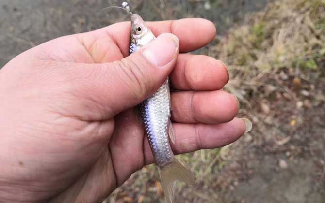 钓麦穗鱼用面筋饵可以吗？