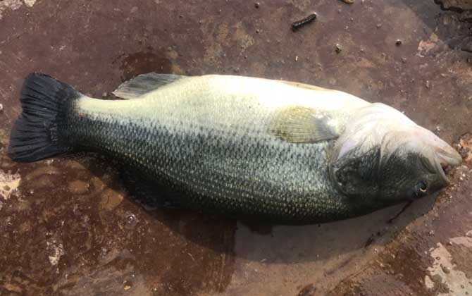 路亚淡水鲈鱼最佳路亚饵及技巧