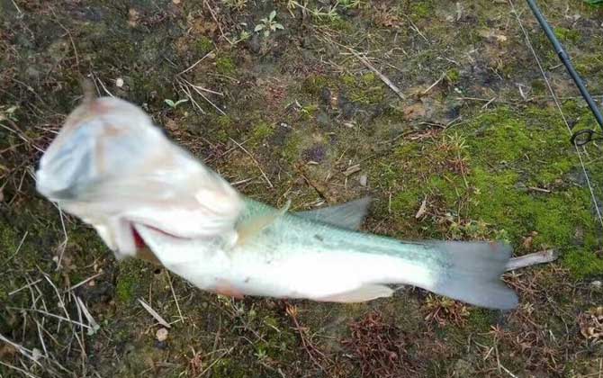 路亚淡水鲈鱼最佳路亚饵及技巧