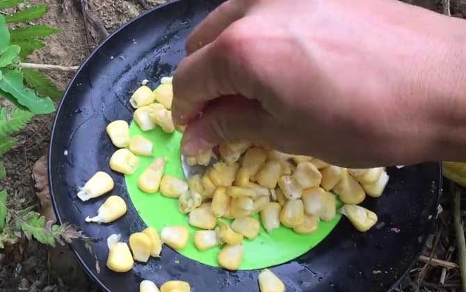 嫩玉米钓鲤鱼饵料制作方法