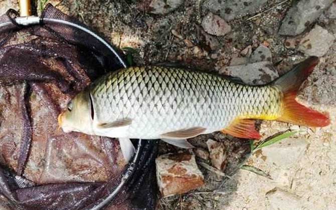 夏季野钓用什么饵料最好？