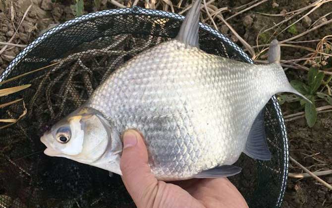 菜籽饼打窝钓什么鱼？