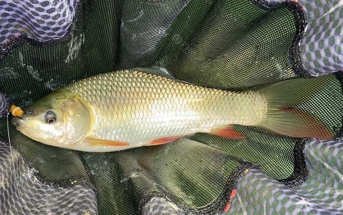 钓鱼饵料最佳配方一览表