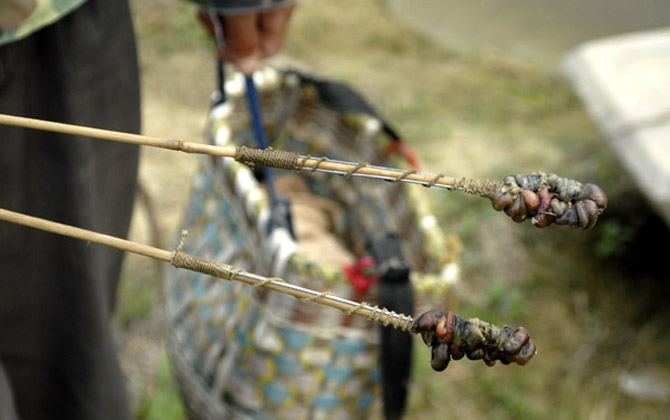 钓黄鳝神器怎么做最好？