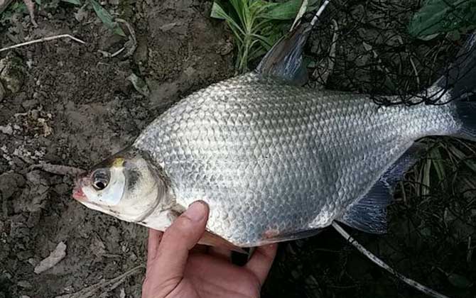 鲮鱼和鳊鱼有什么区别？