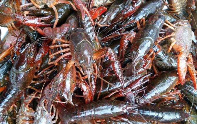 小龙虾的危害有哪些？