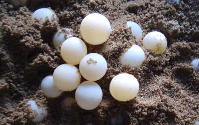 甲鱼蛋孵化技术及注意事项