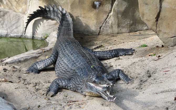 宠物鳄鱼价格及饲养方法