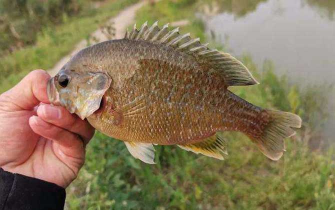 太阳鱼是海鱼还是淡水鱼？