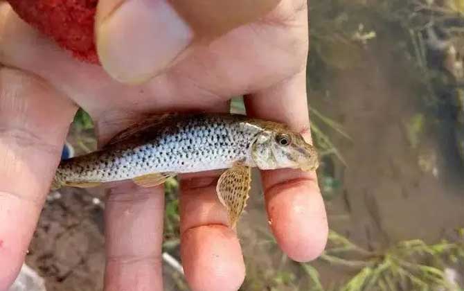 棒花鱼是什么鱼？