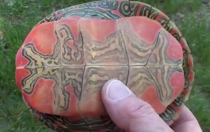 西部锦龟是什么龟？
