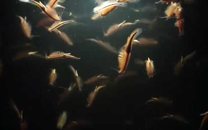 仙女虾是什么动物？