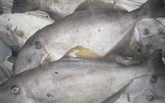 橡皮鱼是什么鱼？