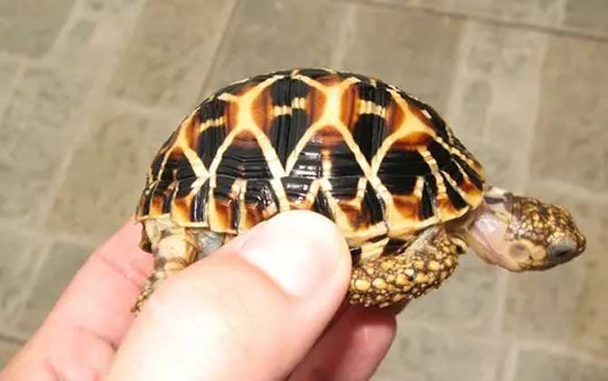 星龟是什么龟？