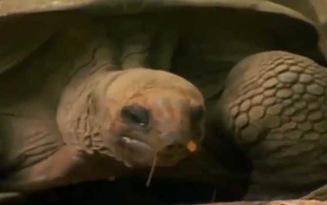 亚达伯拉象龟是什么龟？