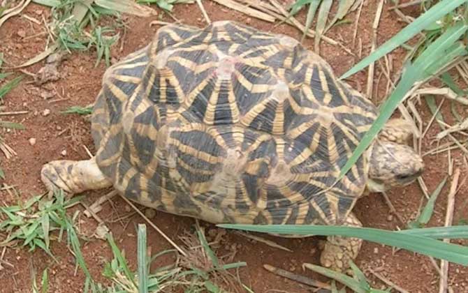 印度星龟是什么龟？