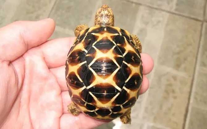 印度星龟是什么龟？