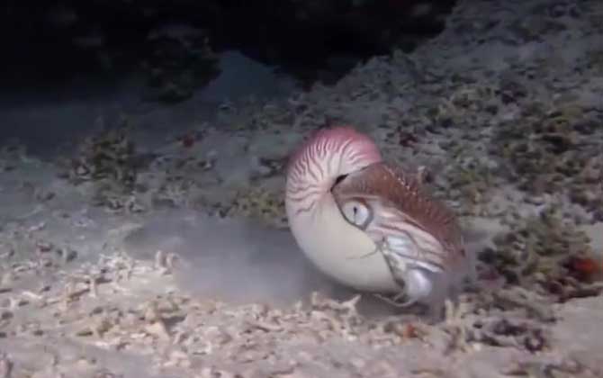 鹦鹉螺是什么动物？