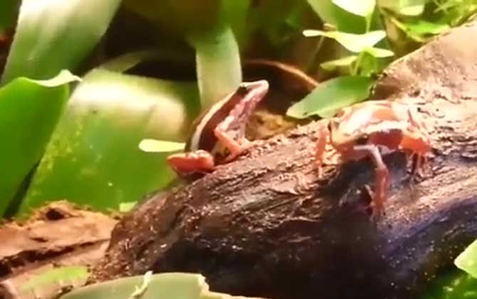 幽灵箭毒蛙是什么蛙？