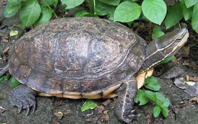 云南闭壳龟是什么龟？