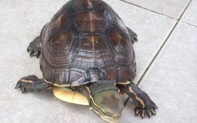 云南闭壳龟是什么龟？