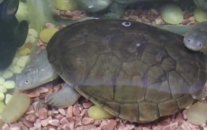 长颈龟是什么龟？