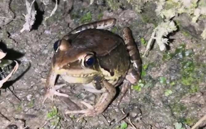 沼水蛙是什么蛙？