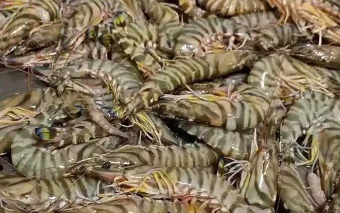 竹节虾是什么虾？