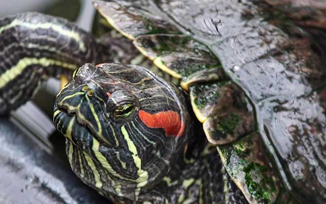巴西龟是什么龟？